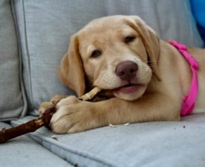 Cute Labrador retriever puppy playing on a couch with a stick, wearing a pink harness.