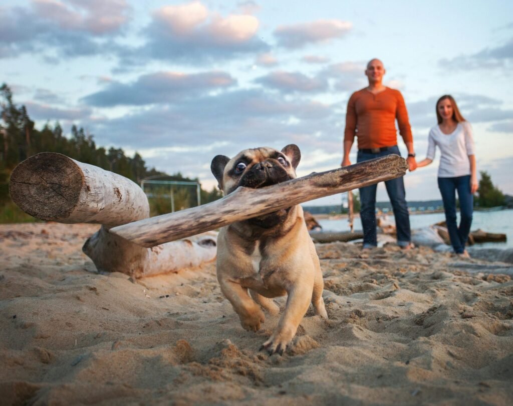 A bulldog happily carries a stick on a sandy beach with a couple in the background.