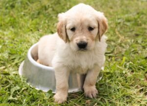 puppy, golden retriever, dog, young, pet, animal, meadow, grass, purebred dog, canine, dog portrait, domestic, domestic dog, nature, dog bowl