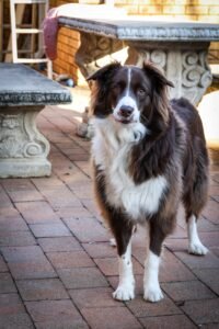 Free stock photo of active dogs, border collie, cute dogs